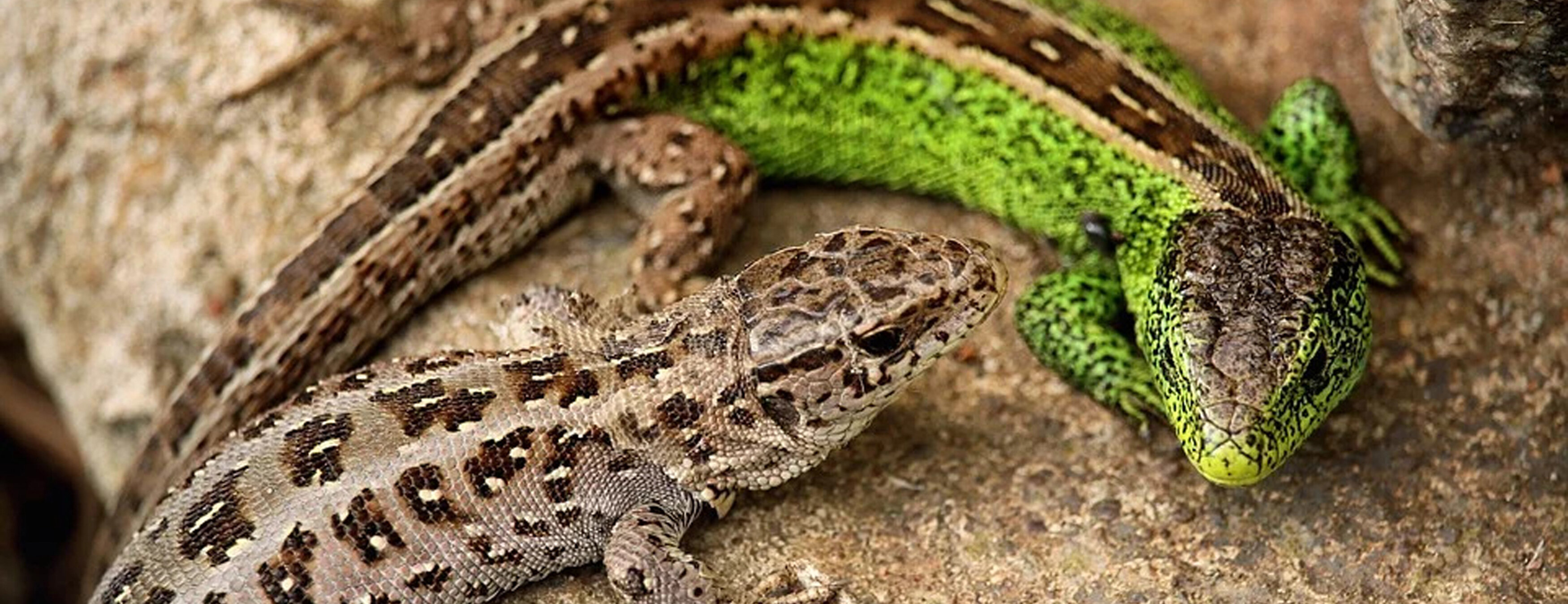 Auffangstation für Reptilien, München e. V.